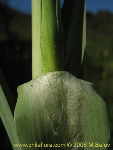 Фотография Tragopogon porrifolius (). Щелкните, чтобы увеличить вырез.