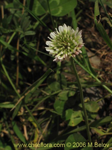 Im�gen de Trifolium repens (). Haga un clic para aumentar parte de im�gen.