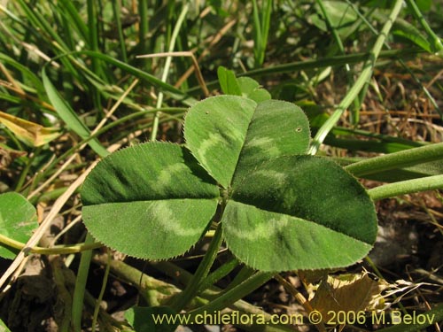 Imágen de Trifolium repens (). Haga un clic para aumentar parte de imágen.