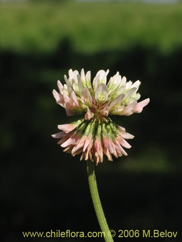Фотография Trifolium repens (). Щелкните, чтобы увеличить вырез.