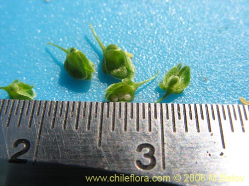 Image of Unidentified Plant sp. #2329 (). Click to enlarge parts of image.