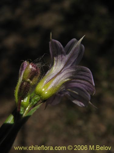 Imágen de Sisyrinchium chilense (Huilmo / Huilmo azul). Haga un clic para aumentar parte de imágen.