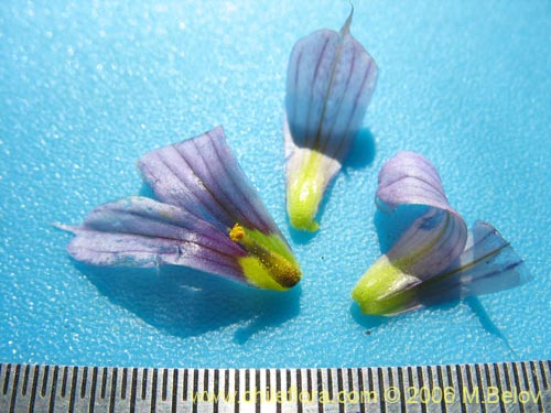 Фотография Sisyrinchium chilense (Huilmo / Huilmo azul). Щелкните, чтобы увеличить вырез.