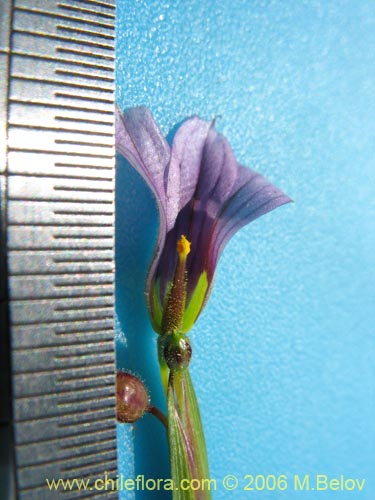 Image of Sisyrinchium chilense (Huilmo / Huilmo azul). Click to enlarge parts of image.
