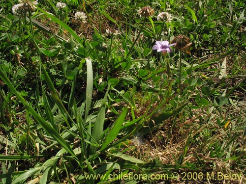 Sisyrinchium chilenseの写真