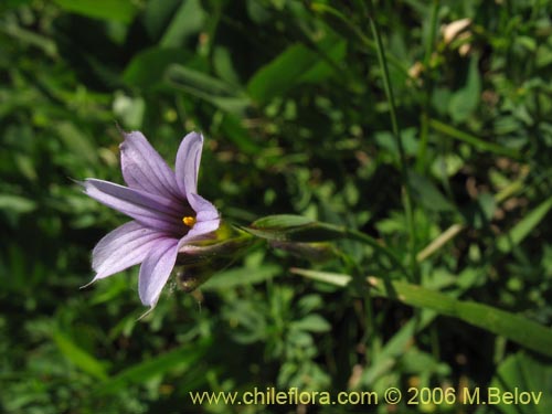 Imágen de Sisyrinchium chilense (Huilmo / Huilmo azul). Haga un clic para aumentar parte de imágen.