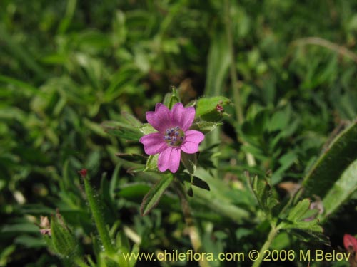 Image of Geranium sp. #1483 (). Click to enlarge parts of image.