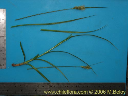 Image of Uncinia sp. #1527 (). Click to enlarge parts of image.