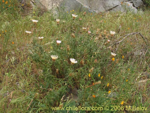 Фотография Centaurea chilensis (Flor del minero). Щелкните, чтобы увеличить вырез.
