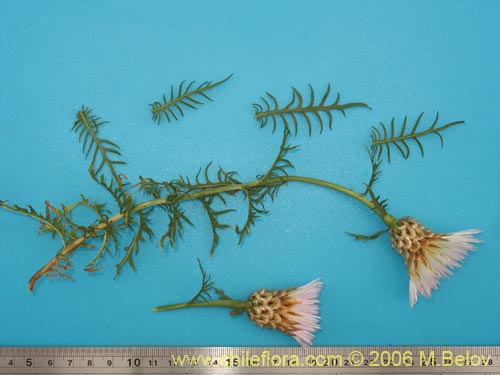 Imágen de Centaurea chilensis (Flor del minero). Haga un clic para aumentar parte de imágen.