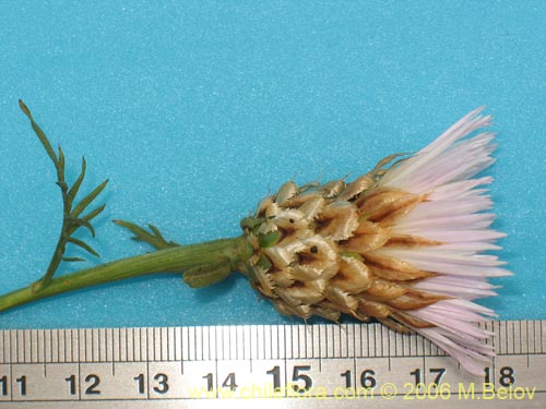 Фотография Centaurea chilensis (Flor del minero). Щелкните, чтобы увеличить вырез.
