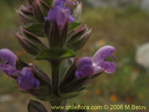 Image of Lamiaceae sp. #1896 (). Click to enlarge parts of image.