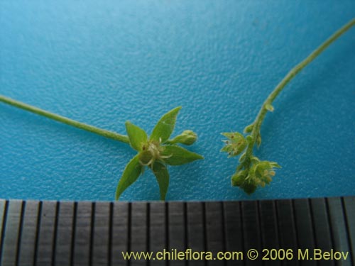 Image of Unidentified Plant sp. #2403 (). Click to enlarge parts of image.