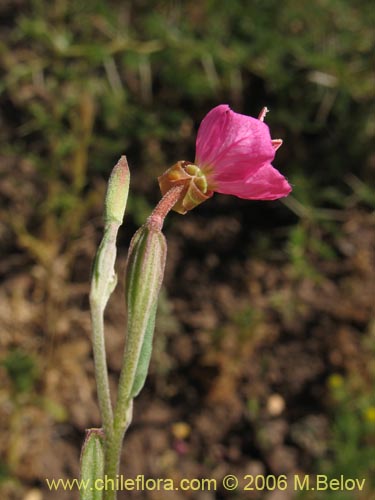 Image of Oenothera rosea (Enotera rosada). Click to enlarge parts of image.