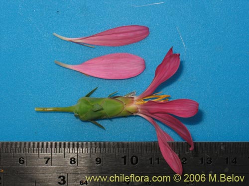 Image of Mutisia sp. similar Cana     #0649 (). Click to enlarge parts of image.