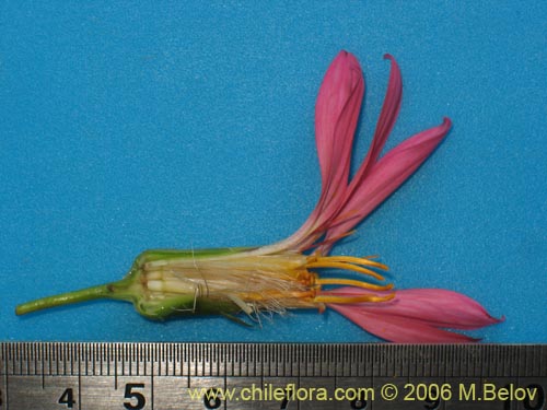 Mutisia sp. similar Cana     #0649의 사진