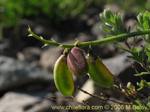 Im�gen de Astragalus cruckshanksii (Hierba loca). Haga un clic para aumentar parte de im�gen.