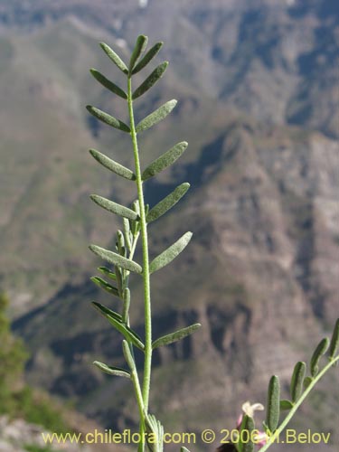 Фотография Astragalus cruckshanksii (Hierba loca). Щелкните, чтобы увеличить вырез.
