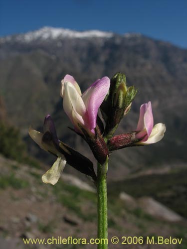 Image of Astragalus cruckshanksii (Hierba loca). Click to enlarge parts of image.