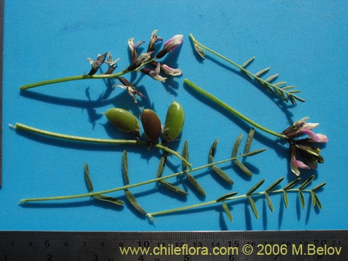 Bild von Astragalus cruckshanksii (Hierba loca). Klicken Sie, um den Ausschnitt zu vergrössern.