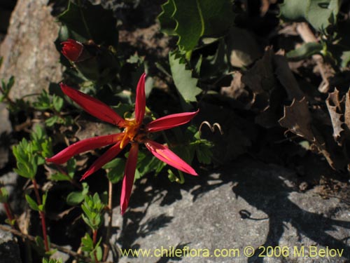 Фотография Mutisia sp. similar Cana     #0649 (). Щелкните, чтобы увеличить вырез.