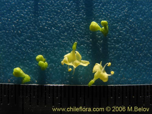 Bild von Valeriana verticillata (). Klicken Sie, um den Ausschnitt zu vergrössern.