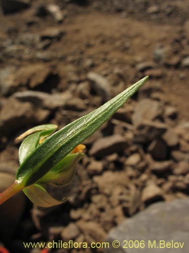 Фотография Collomia cavanillesii (Collomia amarilla). Щелкните, чтобы увеличить вырез.