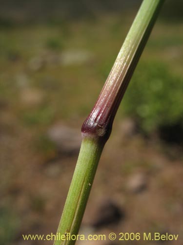 Poaceae sp. #3089의 사진
