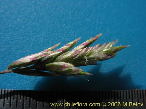 Poaceae sp. #3089の写真