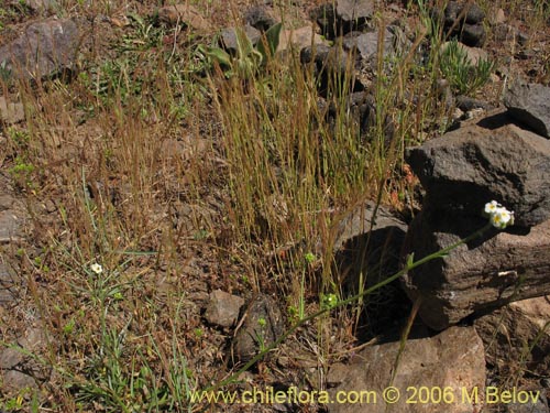 Image of Cryptantha cynoglossoides (). Click to enlarge parts of image.