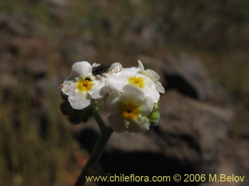 Image of Cryptantha cynoglossoides (). Click to enlarge parts of image.