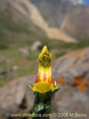 Bild von Chloraea disoides var. picta (). Klicken Sie, um den Ausschnitt zu vergrössern.