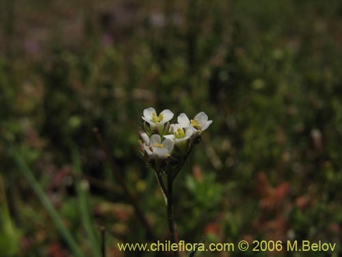 Brassicaceae sp. #3068의 사진