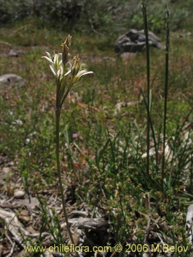 Фотография Zoellnerallium andinum (Cebollín). Щелкните, чтобы увеличить вырез.