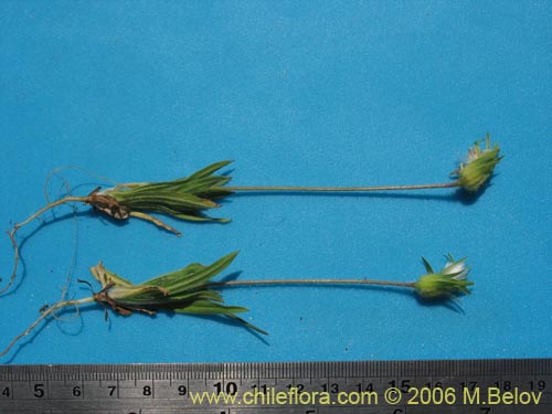 Image of Unidentified Plant sp. #1396 (). Click to enlarge parts of image.