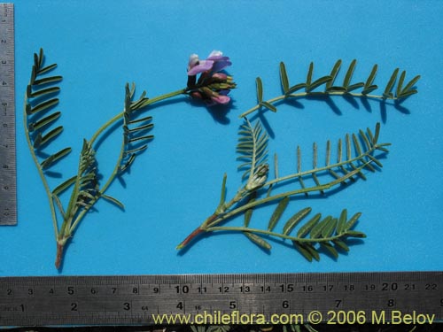 Imágen de Astragalus cruckshanksii (Hierba loca). Haga un clic para aumentar parte de imágen.