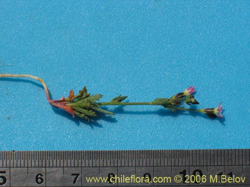 Image of Gilia sp. #1386 (). Click to enlarge parts of image.