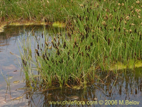 Carex gayanaの写真