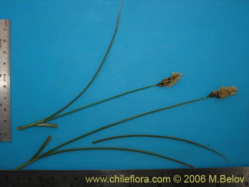 Фотография Carex gayana (). Щелкните, чтобы увеличить вырез.
