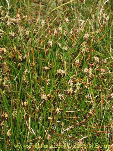 Carex sp. #1539的照片