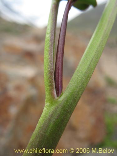 Image of Cardamine glacialis (). Click to enlarge parts of image.