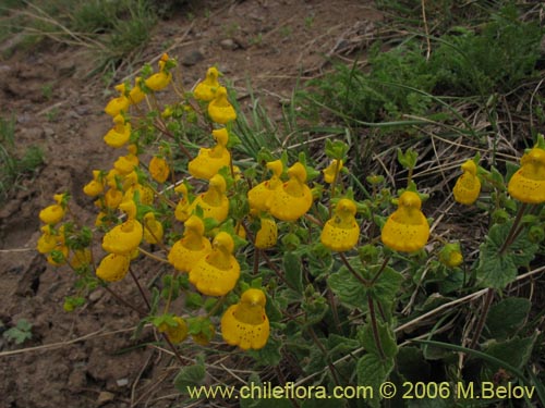 Image of Calceolaria corymbosa ssp. mimuloides (Capachito). Click to enlarge parts of image.