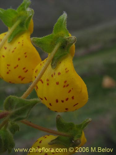 Image of Calceolaria corymbosa ssp. mimuloides (Capachito). Click to enlarge parts of image.