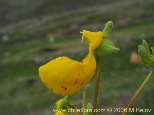 Calceolaria corymbosa ssp. mimuloides的照片