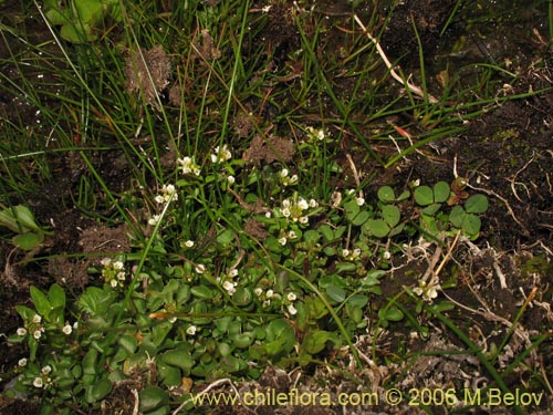 Image of Cardamine sp.   #1540 (). Click to enlarge parts of image.
