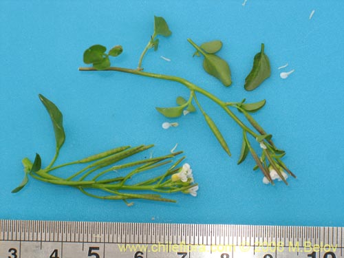 Image of Cardamine sp.   #1540 (). Click to enlarge parts of image.