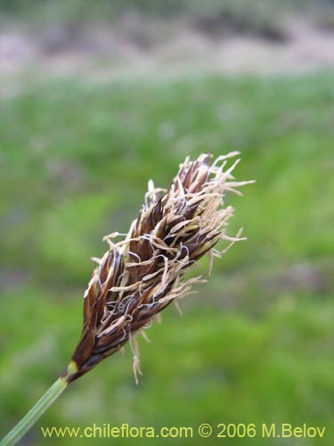 Фотография Carex gayana (). Щелкните, чтобы увеличить вырез.