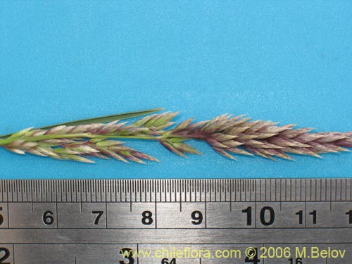 Imágen de Poaceae sp. #1869 (). Haga un clic para aumentar parte de imágen.