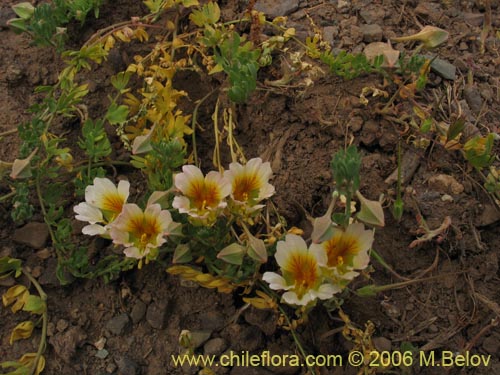 Tropaeolum sessilifolium的照片