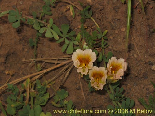 Image of Tropaeolum sessilifolium (Soldadito de cordillera). Click to enlarge parts of image.